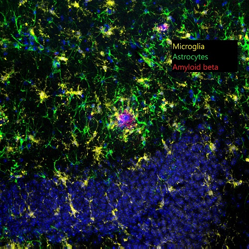 Image from the Osborne Lab