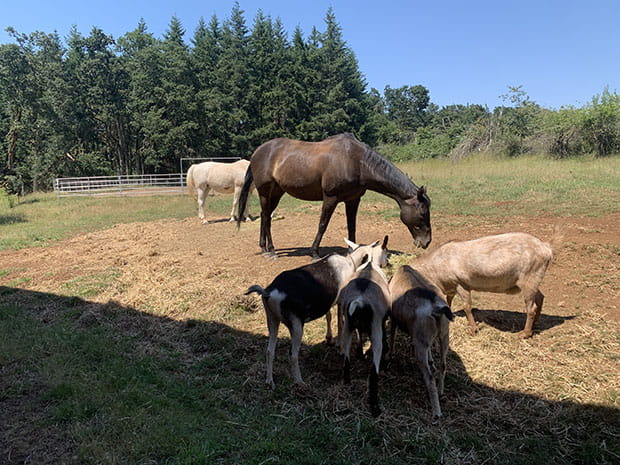 horses and goats belonging to Dr. Koschmann's farm